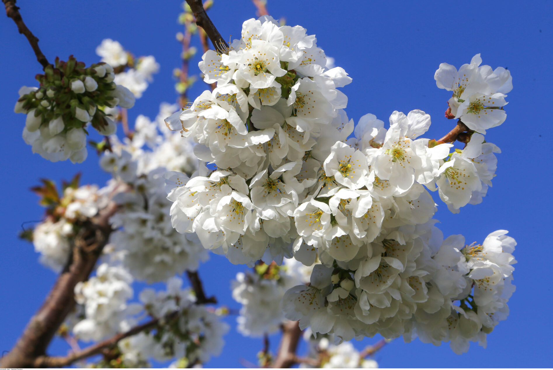 Côteaux du Ventoux cherries now protected by PGI designation - Tourism ...