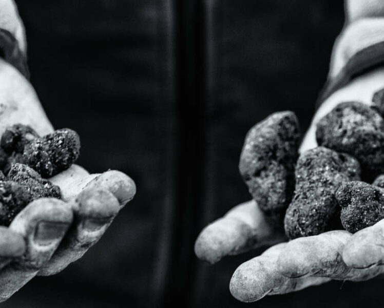 8 truffle producers for the collective brand: “the black diamond of Vaucluse”