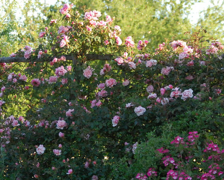 The rose garden of Gérenton