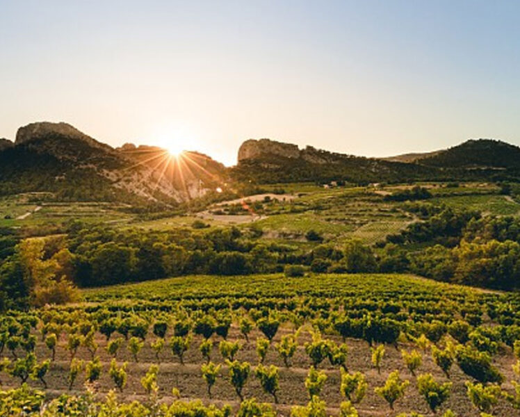 80th anniversary of the Beaumes-de-Venise wine