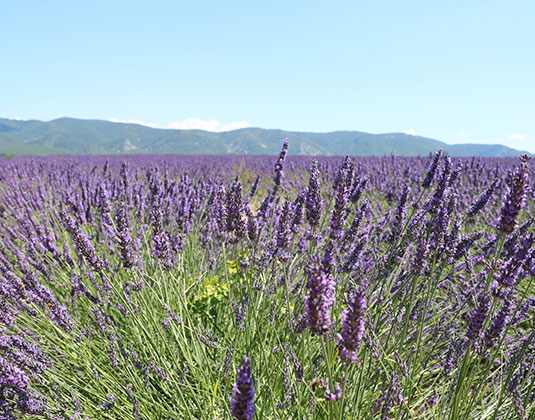 Lavender field